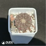 Cactus-Copiapoa hypogaea F. Ritter 1960