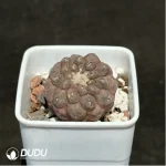 Cactus-Copiapoa hypogaea F. Ritter 1960 - Image 2