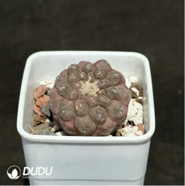 Cactus-Copiapoa hypogaea F. Ritter 1960 - Image 2