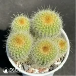 Cactus-Echino grusonii Clustering
