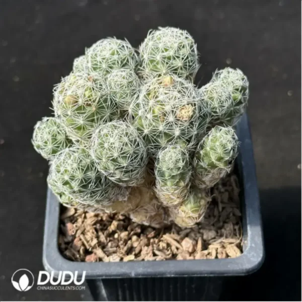 Cactus-Mammillaria herrerae Clustering - Image 1