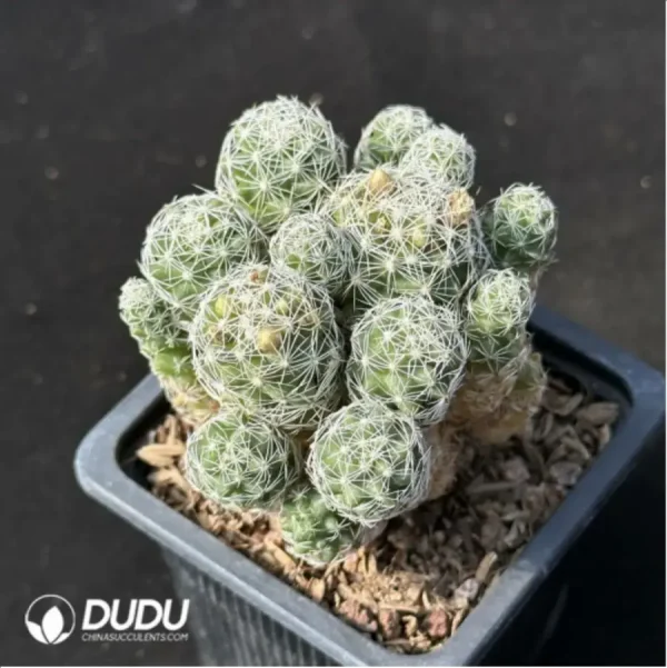 Cactus-Mammillaria herrerae Clustering - Image 2