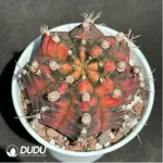 (Grafted)Cactus-Gymnocalycium mihanovichii Variegate