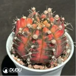 (Grafted)Cactus-Gymnocalycium mihanovichii Variegate - Image 2