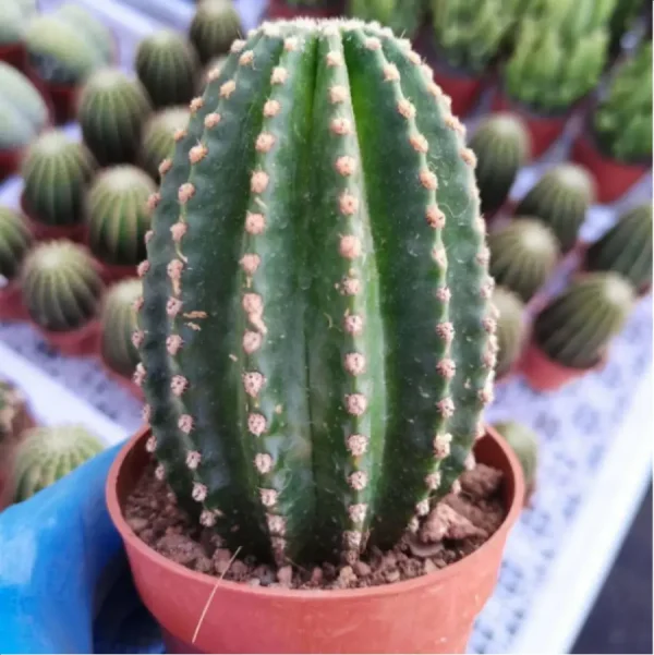 Cactus-Lobivia carbonado - Image 1