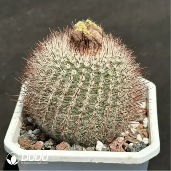 1756114049-2-1354.webp Cactus-Parodia tabularis"red" - Image 2