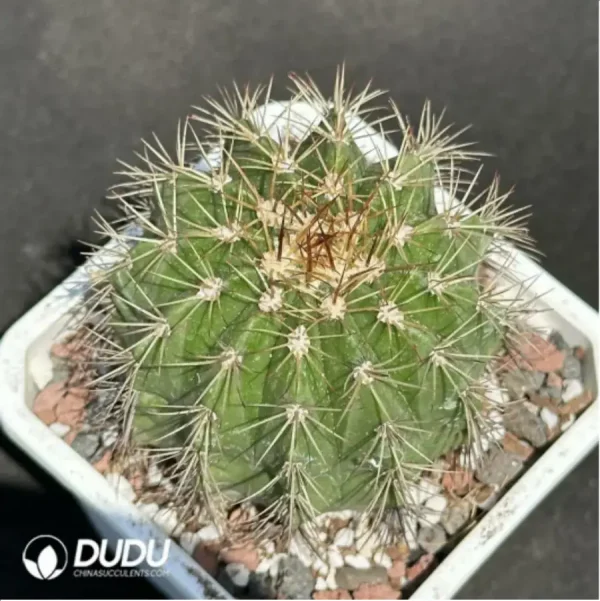 (Seed Grown)Cactus-Melo amoenus - Image 1