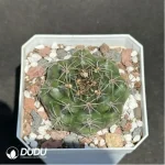 Cactus-Gymnocalycium damsii