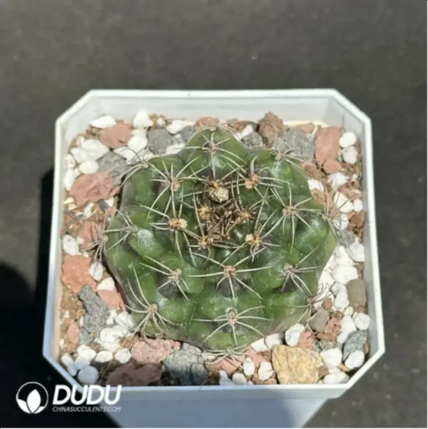 Cactus-Gymnocalycium damsii - Image 1