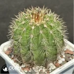 (Seed Grown)Cactus-Melo amoenus - Image 2
