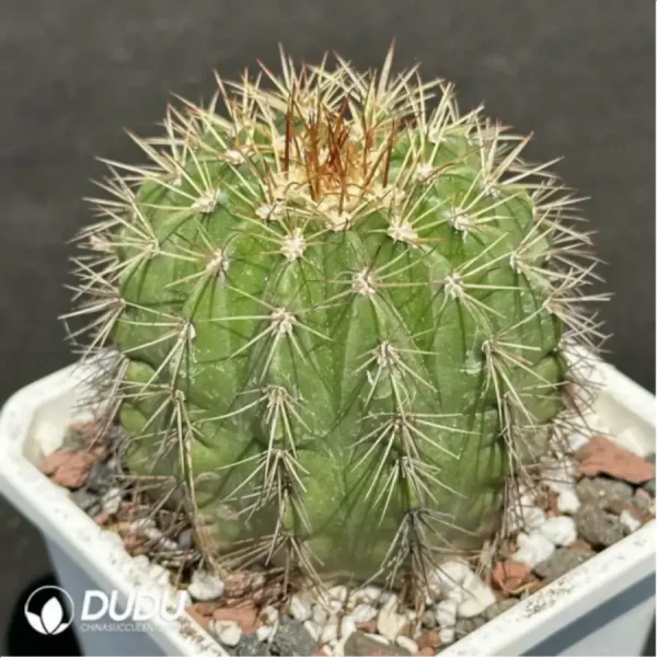 (Seed Grown)Cactus-Melo amoenus - Image 2