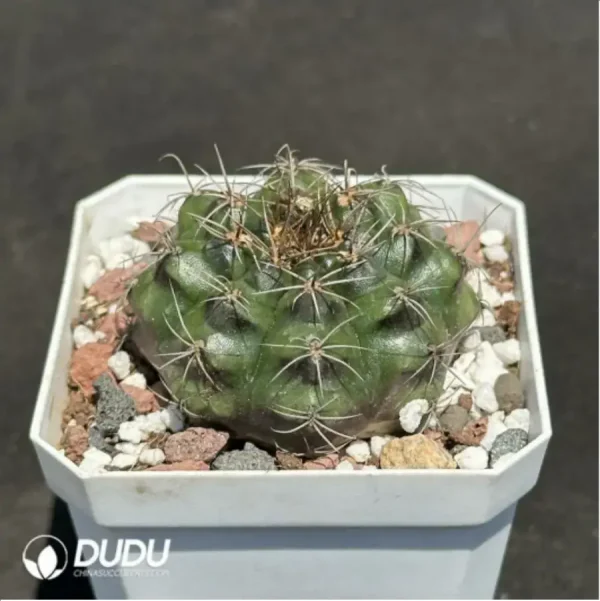 Cactus-Gymnocalycium damsii - Image 2
