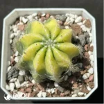 Cactus-Noto magnificus Variegate