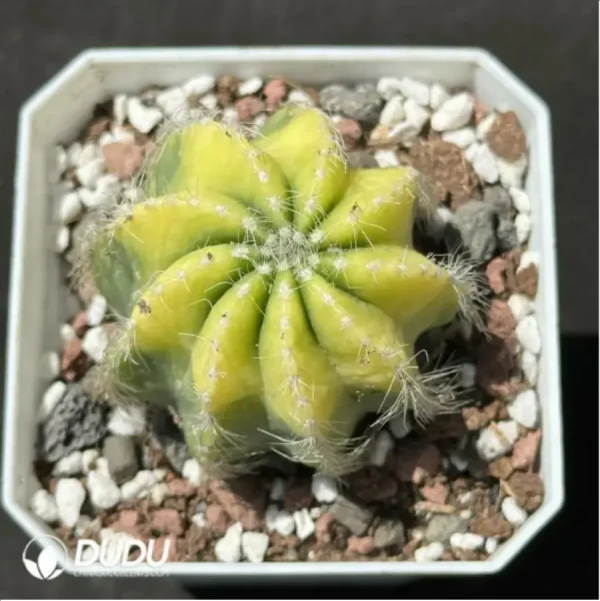 1756114053-1-2215.webp Cactus-Noto magnificus Variegate - Image 1