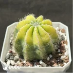 Cactus-Noto magnificus Variegate - Image 2