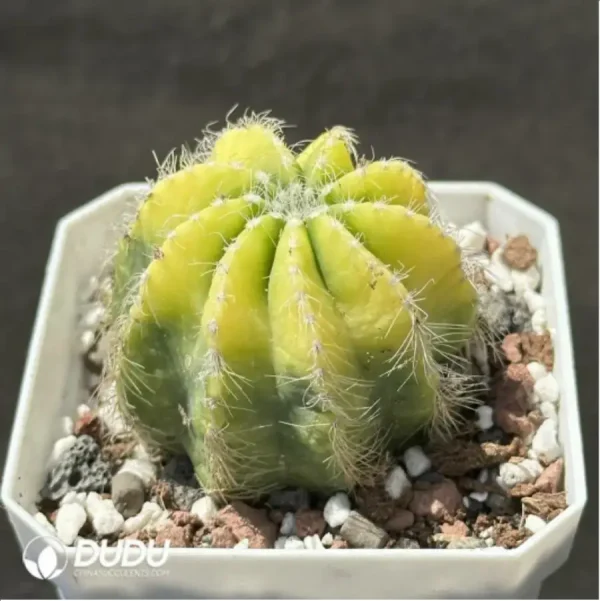 1756114054-2-1449.webp Cactus-Noto magnificus Variegate - Image 2