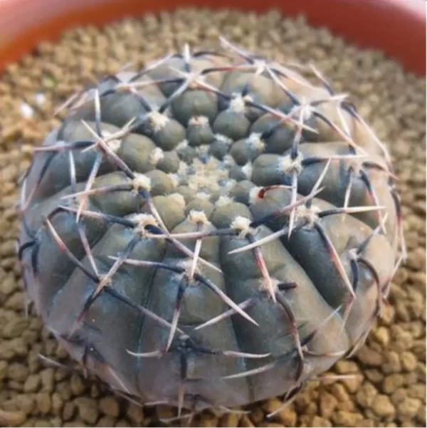 1756114055-1-3090.webp (Seed Grown)Cactus-Gymnocalycium bodenbenderianum - Image 1