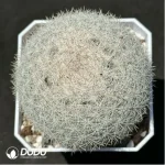 Cactus-Mammillaria albilanata