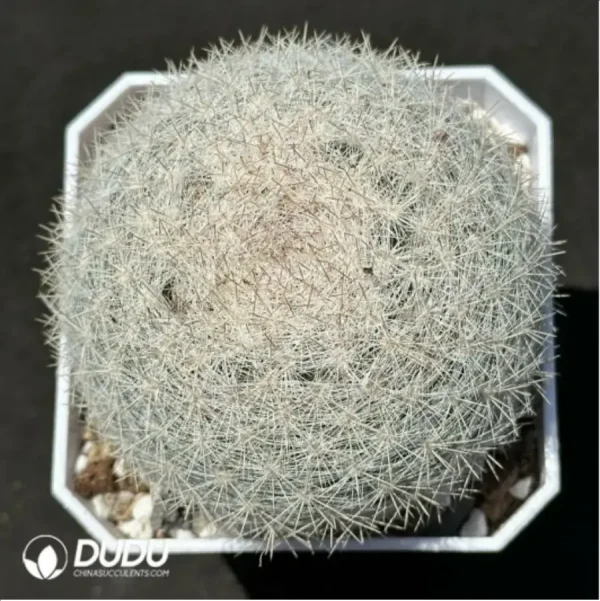 Cactus-Mammillaria albilanata - Image 1