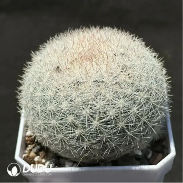 Cactus-Mammillaria albilanata - Image 2