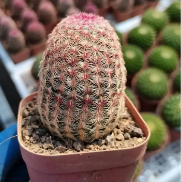 Cactus-Echinocereus rigidissimus var. - Image 1