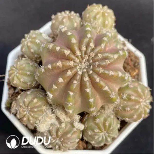 Cactus-Lobivia hybr. Clustering - Image 1