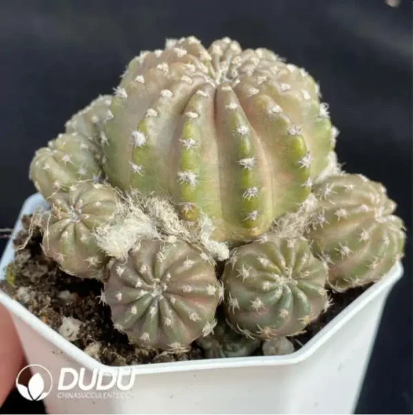 Cactus-Lobivia hybr. Clustering - Image 2