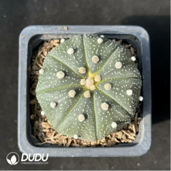 Cactus-Astrophytum asterias - Image 1