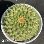 (Seed Grown)Cactus-Mammillaria marksiana Krainz