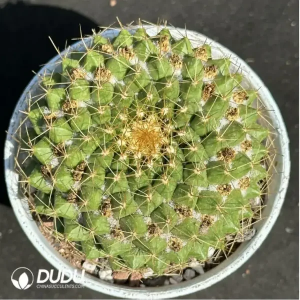 1756114062-1-2107.webp (Seed Grown)Cactus-Mammillaria marksiana Krainz - Image 1