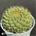 (Seed Grown)Cactus-Mammillaria marksiana Krainz - Image 2