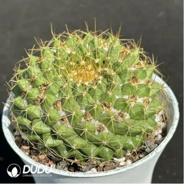 (Seed Grown)Cactus-Mammillaria marksiana Krainz - Image 2