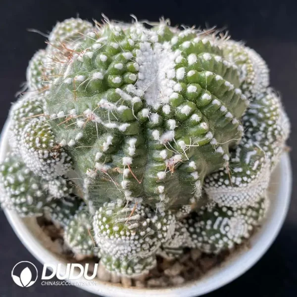 Cactus-Blossfeldia liliputana Werderm. Clustering - Image 1