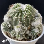 Cactus-Blossfeldia liliputana Werderm. Clustering - Image 2