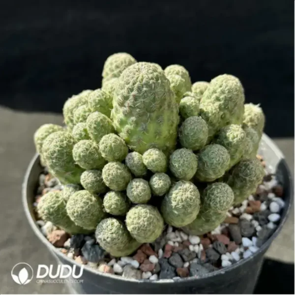 1756114079-2-1337.webp Cactus-Sulcorebutia callecallensis Clustering - Image 2