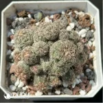 (Rooted Cutting)Cactus-Rebutia heliosa condorensis (Aylostera) Clustering