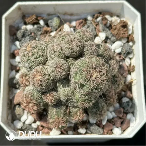 1756114080-1-2217.webp (Rooted Cutting)Cactus-Rebutia heliosa condorensis (Aylostera) Clustering - Image 1