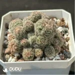 (Rooted Cutting)Cactus-Rebutia heliosa condorensis (Aylostera) Clustering - Image 2