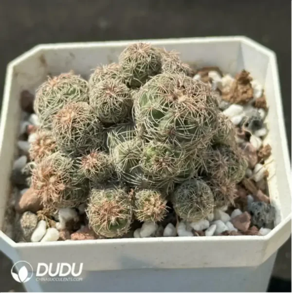 (Rooted Cutting)Cactus-Rebutia heliosa condorensis (Aylostera) Clustering - Image 2