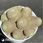 (Grafted)Cactus-Rebutia heliosa Clustering