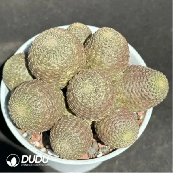 1756114083-1-2121.webp (Grafted)Cactus-Rebutia heliosa Clustering - Image 1