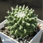 Cactus-Mammillaria vagaspina Craig - Image 2