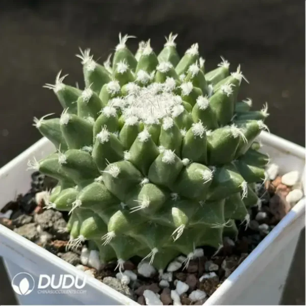 Cactus-Mammillaria vagaspina Craig - Image 2