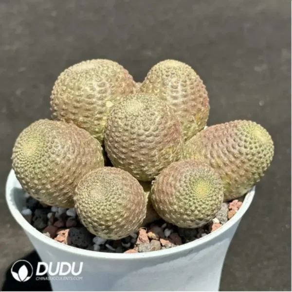 (Grafted)Cactus-Rebutia heliosa Clustering - Image 2