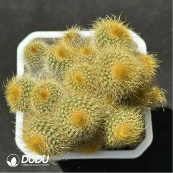 1756114085-1-2109.webp (Seed Grown)Cactus-Parodia leninghausii Clustering - Image 1