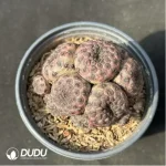 (Grafted)Cactus-Rebutia rauschii'Zecher Clustering