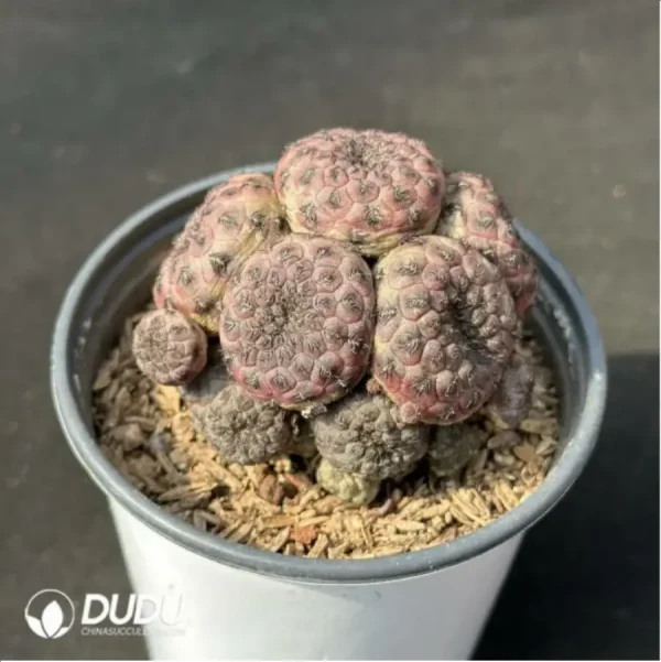 (Grafted)Cactus-Rebutia rauschii'Zecher Clustering - Image 2