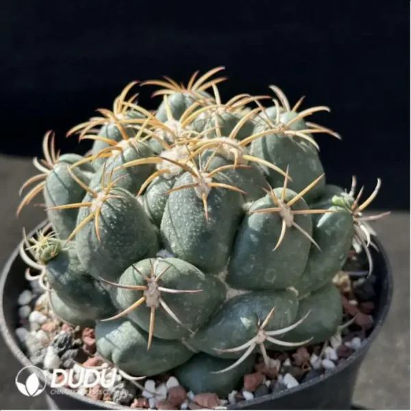 Cactus-Coryphantha elephantidens - Image 2