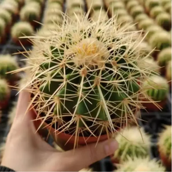 1756114092-1-3081.webp Cactus-Echino grusonii Hildm. - Image 1