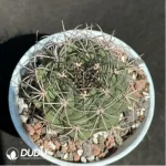 Cactus-Gymnocalycium saglionis (Cels) Britton & Rose